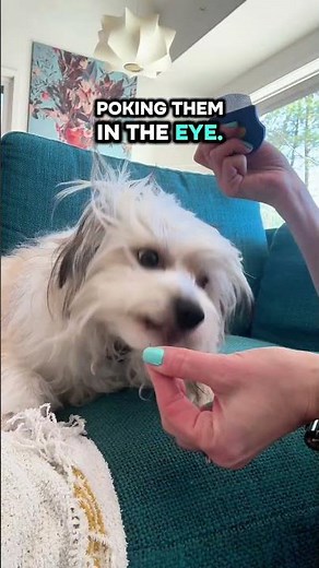 How to Clean Dog Tear Gunk Stains with this Dog Grooming Eye Brush