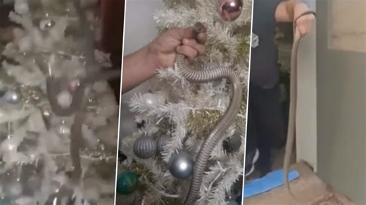 Snake Under Christmas Tree! Australian Family Find Venomous Reptile Slithering Under Christmas Decorations (Watch Shocking Video | 👍 LatestLY
