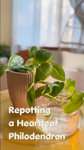 Repotting & Propagating My Heartleaf Philodendron 🌿 #houseplant #repotting #propagation