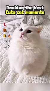 Ranking the best Cat's disgusted face