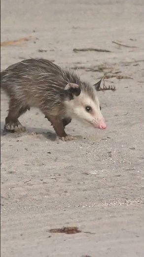 🛡️ Opossum Incredible Defense Tricks #OpossumFacts #shorts