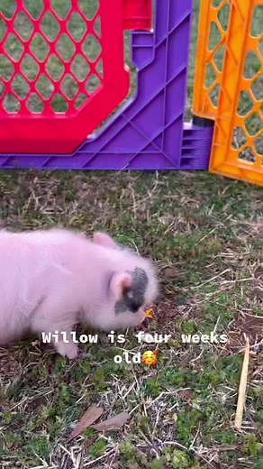 #potbellypig #cutepiglets #potbellypig #minipigs