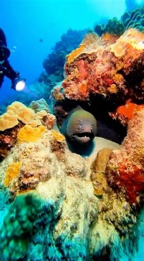 Giant Moray Eel Showed Its TRUE Size! 😱 #eel #moray #ocean