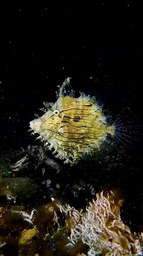 Meet the Tasselled Filefish, captured 🎥 By @ smallgods.au also known by its scientific name Chaetodermis penicilligerus, is a species of marine fish that is native to the Indo-Pacific region. It is a member of the Monacanthidae family, which includes other filefish species such as the Leatherjacket Fish and the Scrawled Filefish. One of the most distinctive features of the Tasselled Filefish is its elongated, triangular body, which is covered in small, sharp scales. It has a long, pointed snout