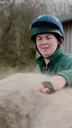 1.3K views · 33 reactions | How satisfying is giving your equine a good groom!?  Grooming is an essential part of horse care and also gives you time to bond with your equine. What do you love about grooming your horse? | Mare and Foal Sanctuary | Facebook