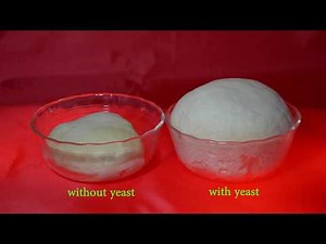 Yeast fermentation
