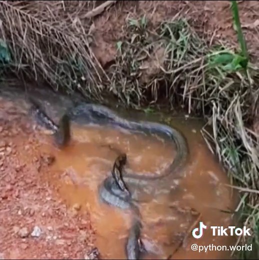 King snake eats python😱#wildanimals #kingsnake #python #animals