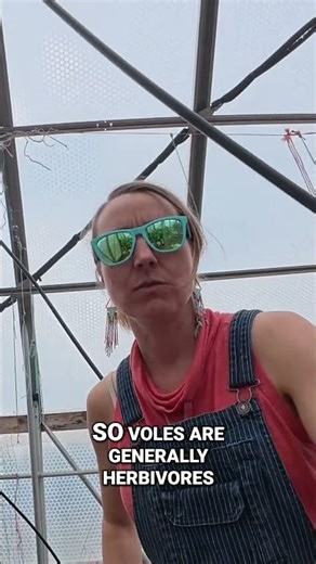 This is the kind of damage voles leave behind.