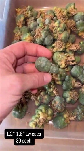 🌵 Discover the beauty of Peyote and San Pedro cactus – perfect for collectors, gardeners, and cactus lovers. Unique, rare, and naturally stunning plants that bring charm to any collection. ✨ #Peyote #SanPedroCactus #CactusLovers #RarePlants #SucculentAddict