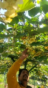 Hand pollination in KIWI's are very effective | Hi-Five Agro Skills