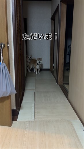 橋本真実 | 🐕🐐🏠 帰宅した時の出迎えです🏠 #おはようございます #このためにダッシュで帰宅です #ずっとくっついてる2匹😂 #二人三脚レースなら優勝です #すずはこの後トイレでウレションします... | Instagram