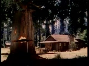 Sequoia Tree Falling On Cabin Forest Stock Footage Video (100% Royalty-free) 14029994 | Shutterstock