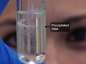 Isolation and Purification of Nucleic Acids from Yeast