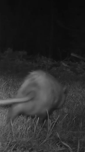 Pregnant Opossum Caught on Camera?
