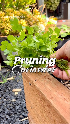 7.2K views · 45 reactions | Harvesting or pruning coriander extends its lifespan. It will prevent from seeding or flowering. Also gives more harvests. #gardening #vegetablegarden #vegetablegardening #deogardener #fyp #reelsviral #coriander | Deo N A Valenzuela | Facebook