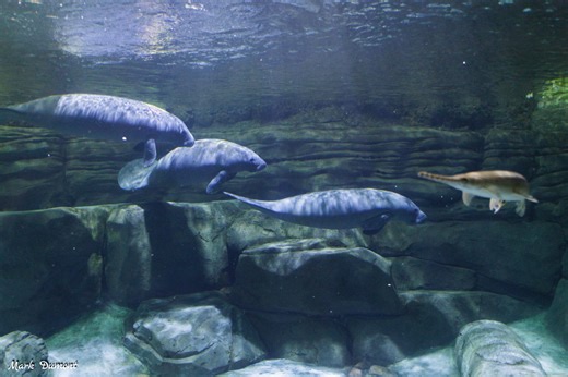 Cincinnati Zoo Welcomes Three Orphaned Manatees to Manatee Springs - Cincinnati Zoo & Botanical Garden