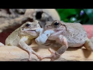 Ohtoto🕺 Wild Frog Summit 🐸 Frogs with a lot of information!（Japanese tree frog, Amazon milk frog）