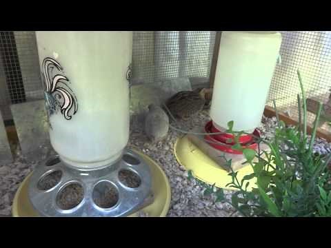 My Button Quail Cage