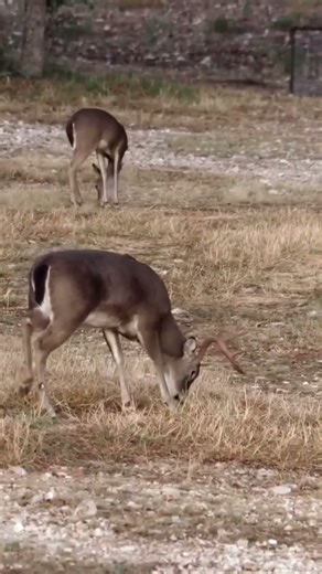 Dead on Impact – Deer Down in One Shot#deerhunting#deerhunt#gunhunting#riflehunting#oneshot