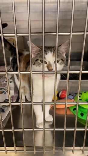 🥹🧡 #lastchanceanimalrescue #sheltercat #cat #catlife #catoftheday #catlover #cats | catsbymatt