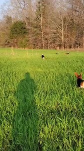 2.2K views · 49 reactions | Well trained rabbit dogs #huntinghard #jumpdogs #rabbitdogs | Catron's Kennel | Facebook