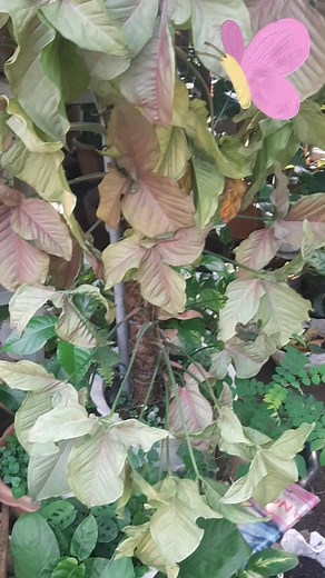 67 reactions · 59 comments | Syngonium neon pink robusta, One of my favorite plants  beautiful and easy to care #fpyシviral #fbreels #syngonium #plants | Honeylen M. Sison | Facebook