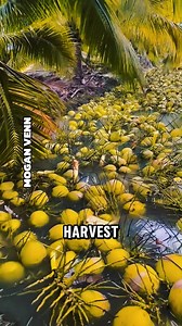 3.7K views · 23 reactions | Thailand’s Smart Coconut Farming System Explained #CoconutFarming #SmartFarming #Agriculture | Morgan Venn | Facebook