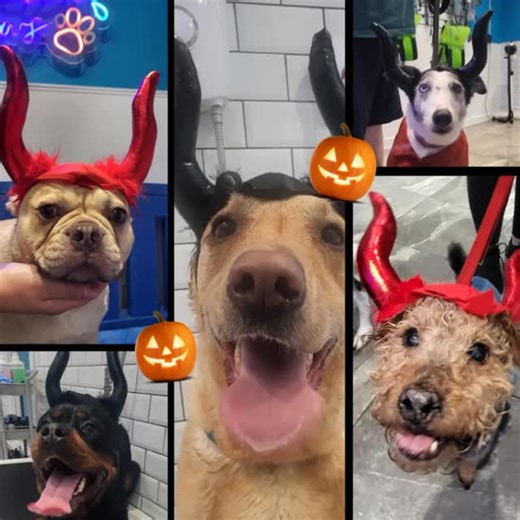 11 reactions | Paddlin Paws has had some very scary dogs in with their horns! | Paddlin Paws | Facebook