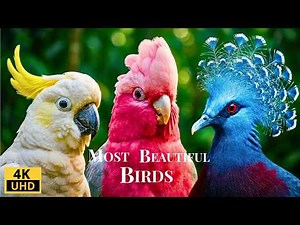 MOST BEAUTIFUL BIRDS 4K ULTRA HD | Cinematic Wildlife Discovery #ANIMALS #BIRDS