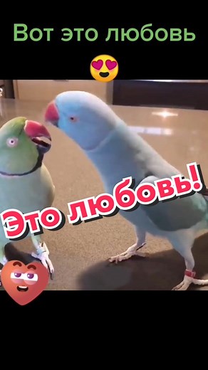 Funny Parrot Videos: Love and Kisses Compilation
