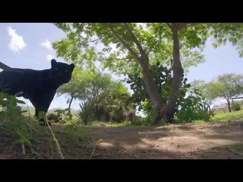 Jaguars chuffing (prusten sound)