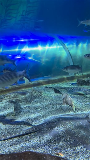 Long weekends = adventure time. Make yours a little wild with a visit to Ireland’s largest aquarium 🐧🌊✨ | Oceanworld Aquarium Dingle