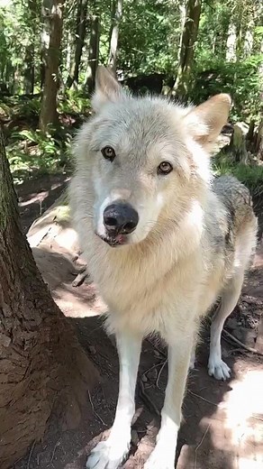 16K views · 358 reactions | Slow motion! | We are the Alpha Wolves | Facebook