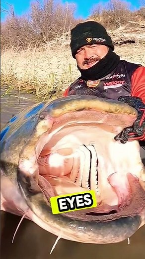 "The Catch of a Lifetime: World's Largest Snakehead Fish!"