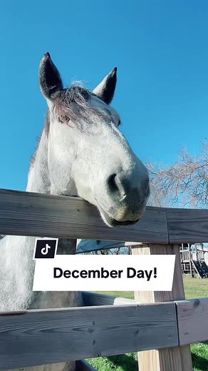 It’s actually pretty decent out at the barn for a December Day in Michigan! #barnchores #horses