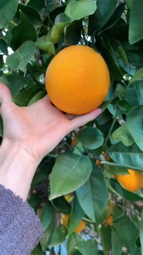 Time-Lapse orange natural journey” time-lapse #Shorts #YouTubeShorts #plantgrowth #orange
