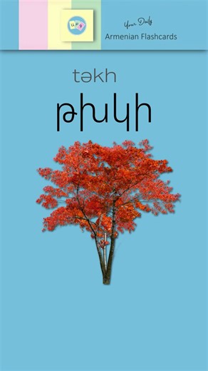 One Armenian letter at a time. Repeat daily and build real reading skills. Confidence grows step by step. In this video: • Letter: Թ, թ [ tʿə ] • Word: թխկի [ tʿkhi ] 🇬🇧 maple | 🇷🇺 клён | 🇫🇷 érable | 🇩🇪 Ahorn | 🇪🇸 arce | 🇨🇳 枫树 Save this video and repeat tomorrow. Consistency beats speed. Practice offline every day — order Armenian ABC Flashcards from @armenianflashcards and train reading anywhere. Each card includes a QR code with video & audio for daily repetition. Created in Armeni