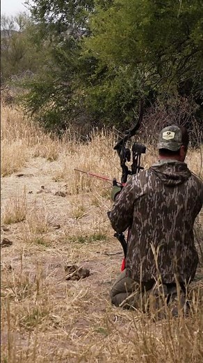 Happy New Year Coyotes