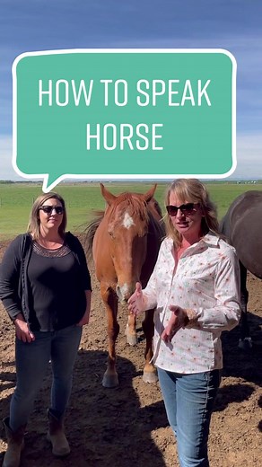 Understanding Horse Behavior: Signs of Anger and Discontent