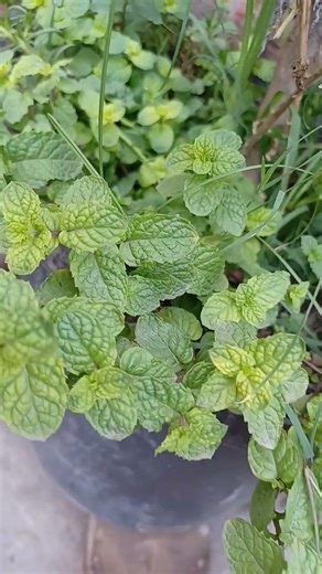 Mint and lemon plants in a plastic bucket #garden #mint #lemon #plants