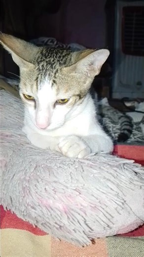 #The Ultimate Sand Cat Facts (and Why They Matter)