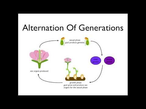 Alternation of Generations (angiosperms)