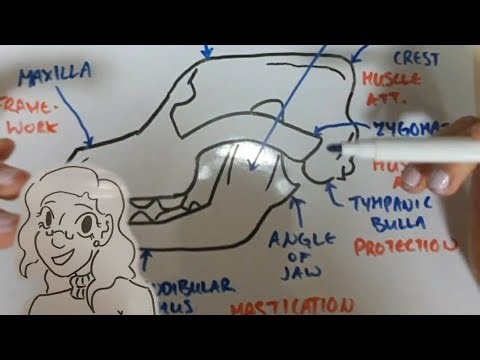 Anatomy Of A Dog | Labelling The Skull