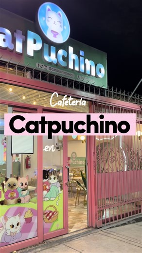 Cafetería de Gatitos en Arequipa: ¡Un Lugar Encantador!