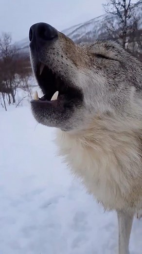 Anneka Svenska on Instagram: "Beautiful European wolves howling at @polarpark . . Video @zookeeper_ramona  . . . . #wolf #wolves #wolfhowl #wolfpack"