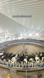 2.1M views · 22K reactions | We milk our cows in an 80-stall carousel. They come take an 8 minute ride 3x a day 拏 | MVP Dairy | Facebook