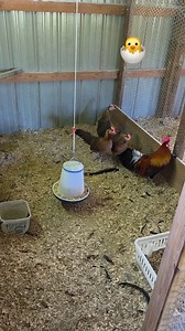 Black Breasted Red Phoenix chicken breed at Cackle Hatchery. #cacklehatchery #chickenbreeds #chickenbreeding #chickenfarm | Cackle Hatchery