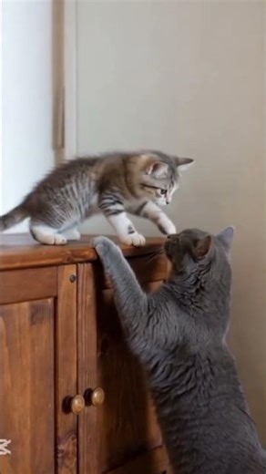 Tiny Cat vs. Big Cat 😼💥 | The Cutest Power Struggle Ever!