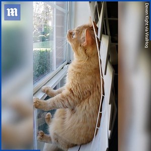 201K views · 2.1K shares | This cat needed to look out through THIS exact window!  via ViralHog #cats #cat #weird #kitty #kitten #roomwithaview #ififitsisits #cute #aww #quirky #texas | Daily Mail Video | Facebook