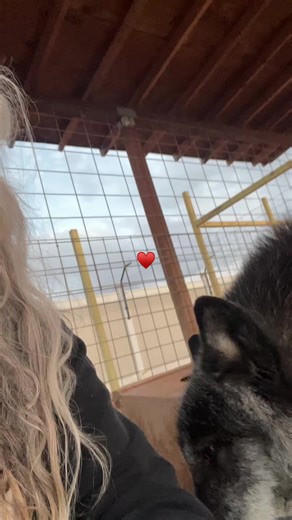 Understanding Affection for Wolves and Pets